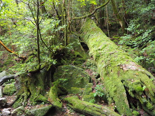 YAKUSHIMA