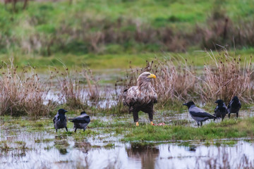sea eagle (Haliaeetus albicilla) hunting hooded crows