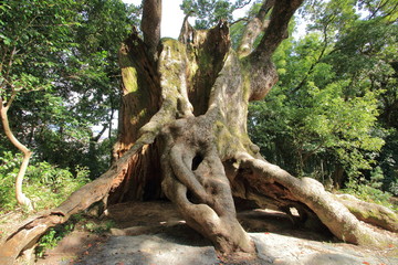 塚崎の大楠 佐賀県 日本