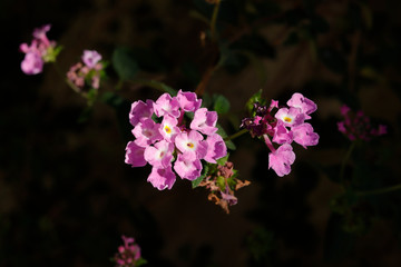Pink flower in dark background