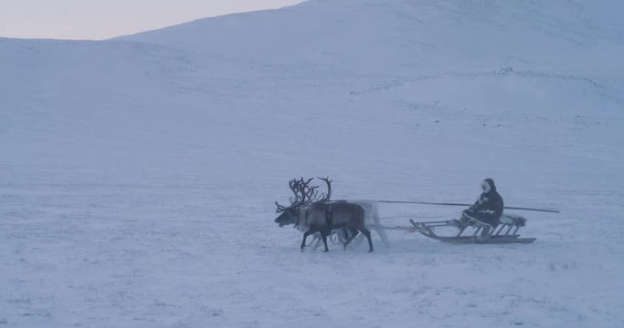 From the top drone capturing a camp of yurts and reindeers soo wonderful view. shot on red epic