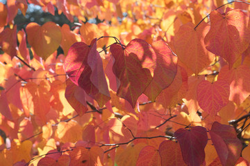 Cercis canadensis 'Forest Pansy'