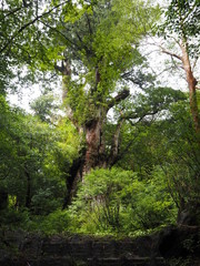 Fototapeta premium YAKUSHIMA