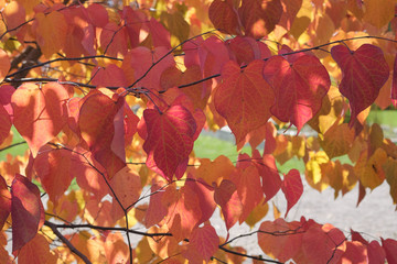 Cercis canadensis 'Forest Pansy'