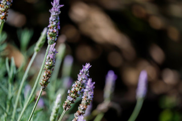 Butterfly in lavender flower