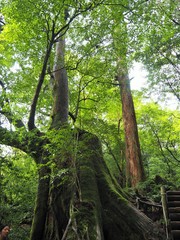Fototapeta premium YAKUSHIMA