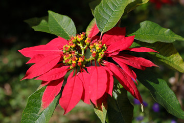 Poinsettia tree in sunlight