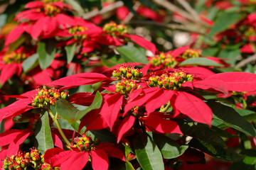 Poinsettia tree in sunlight