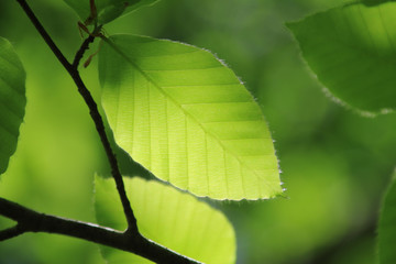 ブナ・新緑の葉（広葉樹）