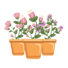 flowers houseplants in pots