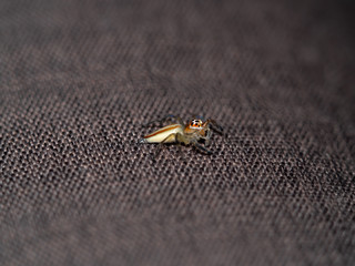 Spider, yellow brown Jumping spider, eyes