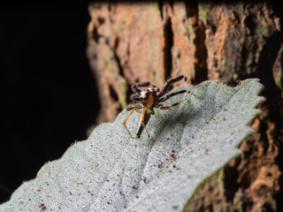 Spider, yellow brown Jumping spider, eyes spider and it's dwelling