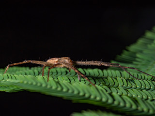 Spider, yellow brown Jumping spider, eyes spider and it's dwelling