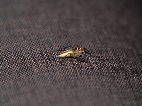 Spider, yellow brown Jumping spider, eyes