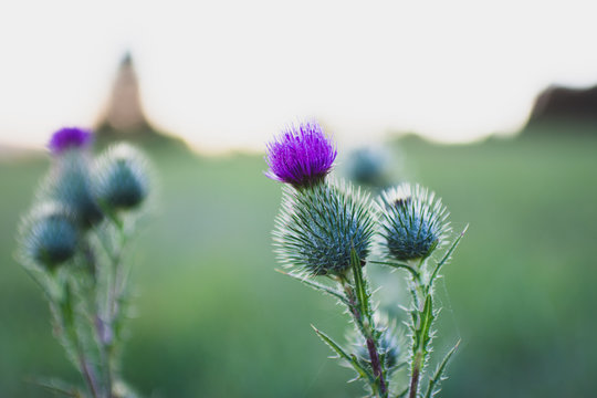 Distel, Distelbl&uuml;te