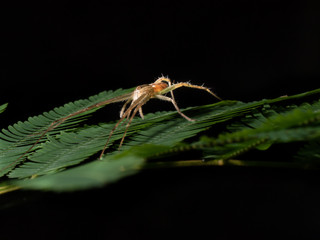 Spider, yellow brown Jumping spider, eyes spider and it's dwelling