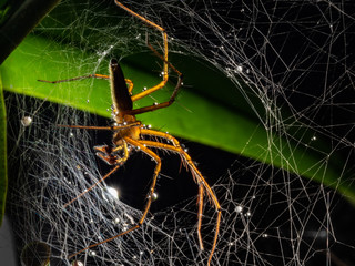Spider, yellow brown Jumping spider, eyes spider and it's dwelling