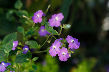 Forget me not blossoming in green background