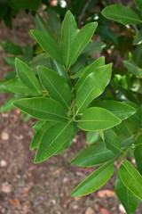 Pimenta dioica