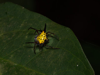Yellow with balck dot , Spiny backed orb weaver(Gasteracantha cancriformis)