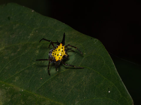 Yellow with balck dot , Spiny backed orb weaver(Gasteracantha cancriformis)