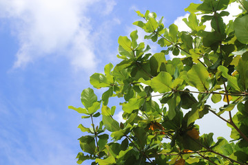 Fototapeta na wymiar Green leaves with light blue sky background in springtime