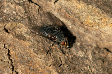 The fly drinks water from a drop.