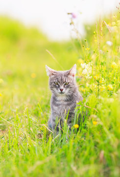 cute striped cat walks on green grass on a blooming summer meadow on a Sunny day