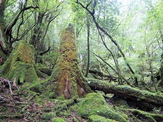 YAKUSHIMA
