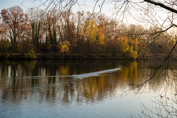 Décollage d'un canard sur le fleuve de la Moselle