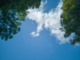 Tree branch over blue sky and clouds for background and concept.