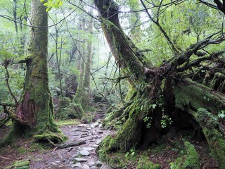 YAKUSHIMA