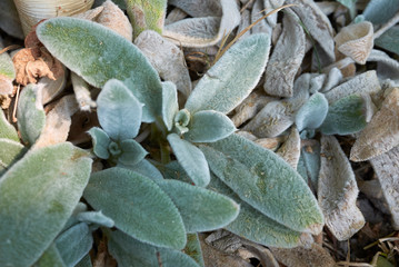 Stachys byzantina