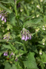 Symphytum officinale