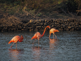  Flamingos in the salt pans  - Views around Curacao a small Caribbean island