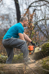 Forestry worker - lumberjack works with chainsaw. He cuts a big tree in forest.