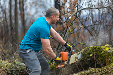 Forestry worker - lumberjack works with chainsaw. He cuts a big tree in forest.