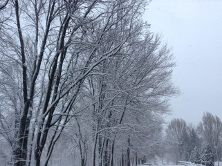 snow on the trees