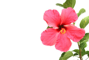 Beautiful hibiscus flower on white background