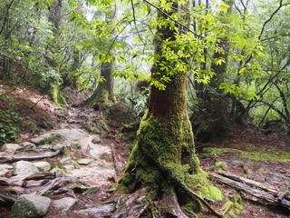 YAKUSHIMA