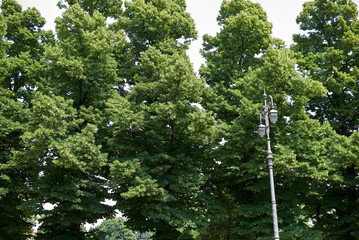 Fototapeta premium Tilia