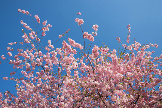 Wunderschöner Blütenkirschbaum und blauer Himmel