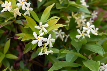 Trachelospermum jasminoides