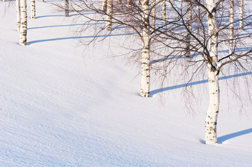 Winter scenery with birch trees in snow. Low angle sun casting shadows.