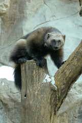 Wolverine adult taken in southern MN under controlled conditions