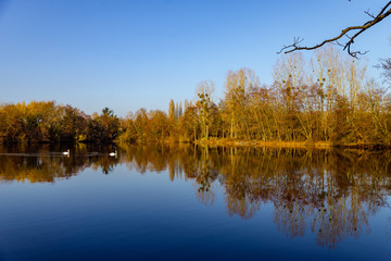 Vue d'un étang en automne où nagent des cygnes