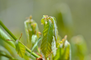 クヌギの芽吹き
