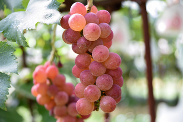 ゴルビー赤いぶどう