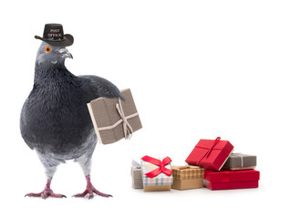 postmaster gray pigeon isolated