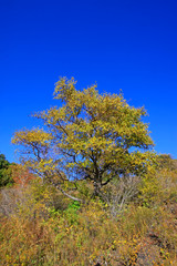 mountain natural scenery